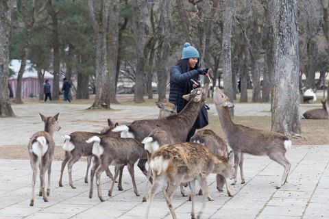Nara, Japan, December 28, 2014: A woman feeding deer in a public park, Asia