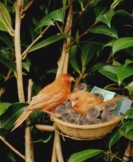 RED CANARY IN NEST WITH EUROS, SYMBOL IMAGE
