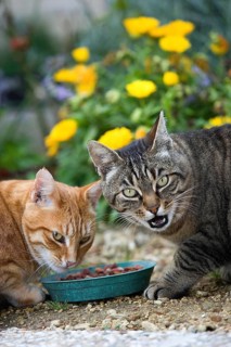 RED TABBY AND BROWN TABBY DOMESTIC CAT, PAIR EATING