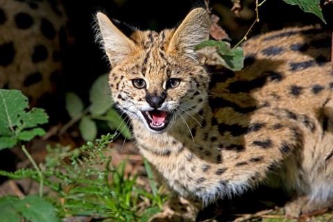 Serval (leptailurus serval), Adult snarling