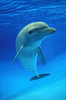 Bottlenose Dolphin (tursiops truncatus)