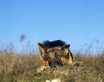 German Shepherd Dog, Adult laying Down on Grass, Submissive Posture
