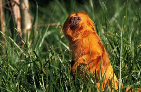 Golden Lion Tamarin, leontideus rosalia, Adult standing on Hind Legs