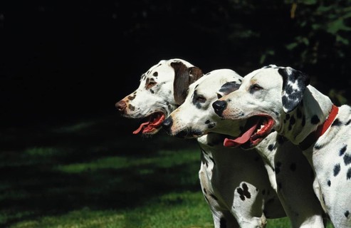 Dalmatian Dog, Portraits with Tongue Out