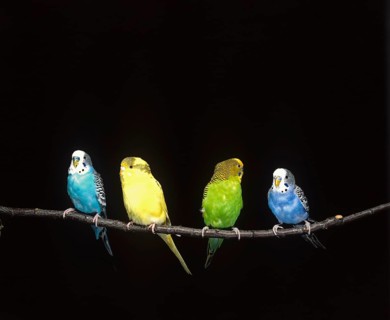 Budgerigar (melopsittacus undulatus), Adults standing on Branch