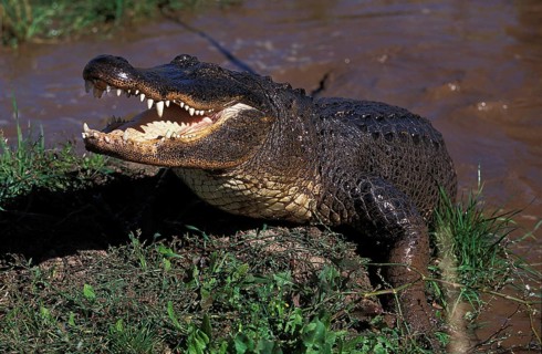 AMERICAN ALLIGATOR alligator mississipiensis, ADULT EMERGING FROM WATER, THREAT POSTURE, FLORIDA