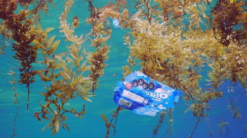 Close up of plastic pack drifts with scraps of Seaweed Brown (Sargassum) on surface of water form