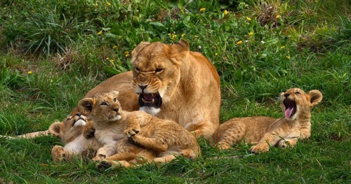 African Lion (panthera leo), Mother and Cub