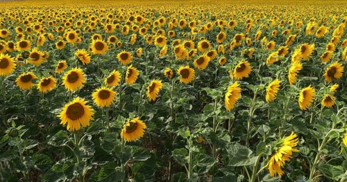 Sunflower Field, helianthus sp, Normandy in France