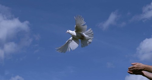 White Dove (Columba livia), Adult in flight, Taking off from Hands, Normandy in France