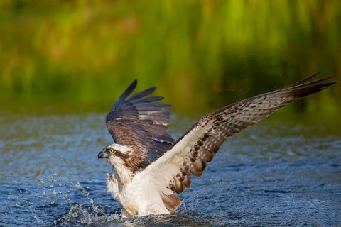 Western osprey (Pandion haliaetus) fishing, Finland, Europe