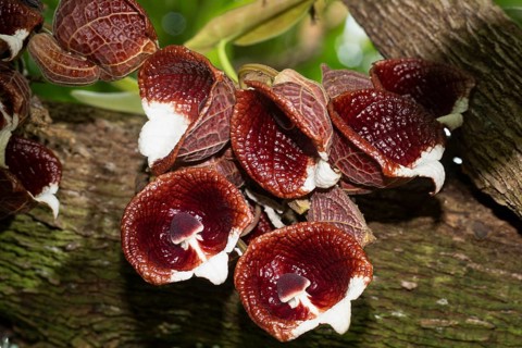Tree-like pipe flower some brown-red white flowers on tree trunk