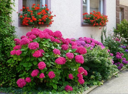 Front garden with hydrangeas and geraniums by the window