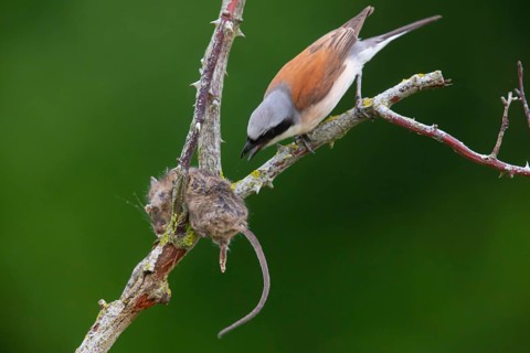 Red-backed Shrike (Lanius collurio) male, consuming a spiked mouse, Germany, Europe