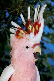 PINK KAKADU OR MAJOR MITCHELL'S major mitchell's cockatoo (cacatua leadbeateri)