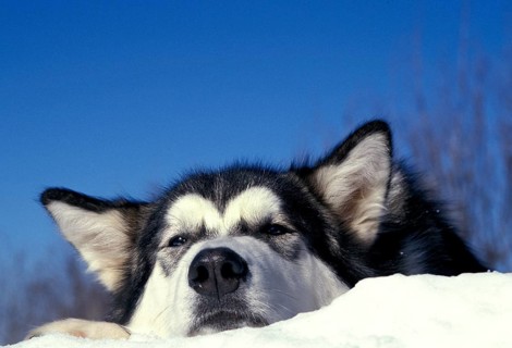 ALASKAN MALAMUTE DOG, PORTRAIT OF AN ADULT LYING IN THE SNOW