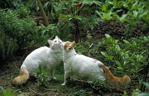 Turkish Van Domestic Cat