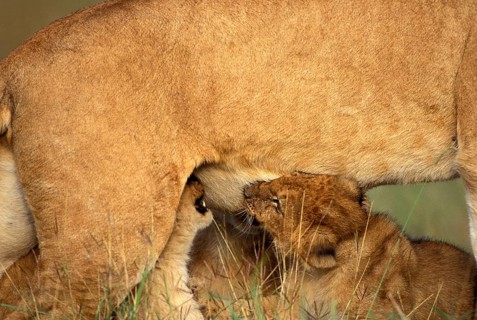 AFRICAN LION (panthera leo), CUB SUCKLING, KENYA