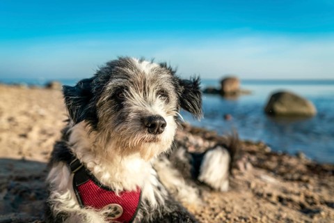 A black and white long haired dog lying on a sandy beach on the german island Ruegen