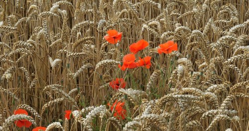 Poppies in a Wheat Field (papaver rhoeas), in bloom, Normandy in France
