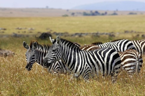 Burchell's Zebra (equus burchelli), Herd at Masai Mara Park in Kenya