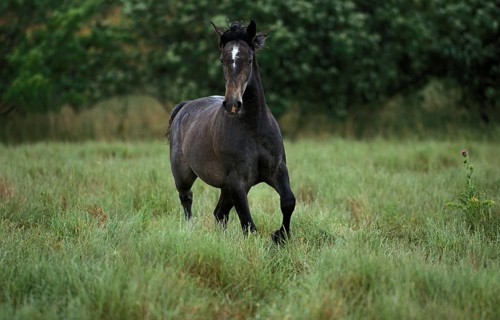 LIPIZZAN HORSE, ADULT GALLOPING THROUGH MEADOW