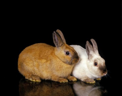 Dwarft Rabbit, Adults Against Black Background