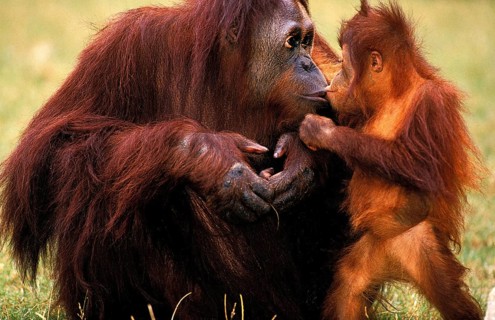 ORANG UTAN (pongo pygmaeus), MOTHER WITH BABY