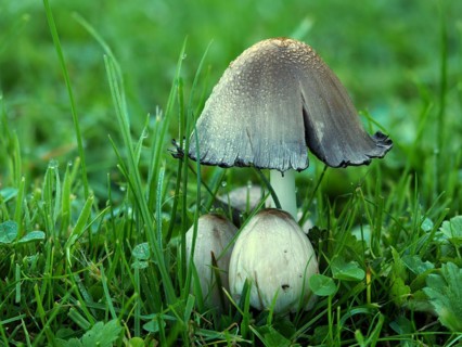 Coprinopsis atramentaria, commonly known as the common ink cap or inky cap, is an edible (but