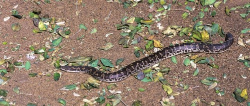 Eryx conicus Russell's boa the rough scaled sand boa (Gongylophis conicus) captive, The Madras