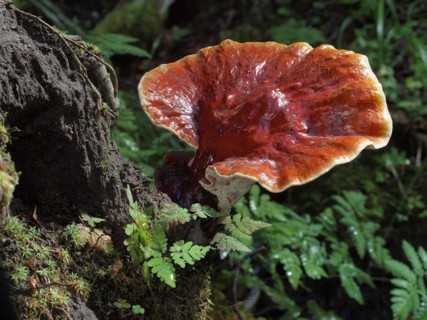Red Reishi (Ganoderma lucidum), commonly known as Ling Zhi in Chinese, is a herbal mushroom known