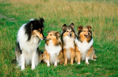 Shelties and Collie, Scottish Shepherd Dog