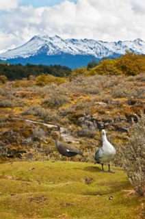Upland geese (Chloephaga picta), pair, Tierra del Fuego National Park, Ushuaia, Patagonia, Tierra
