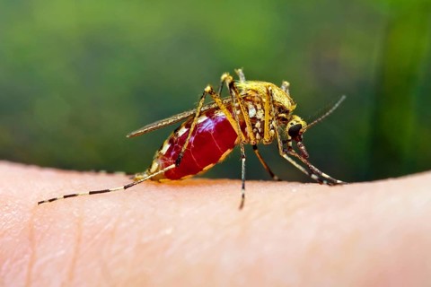 Mosquito on human skin (Aedes), mosquito, soaked, Germany, Europe