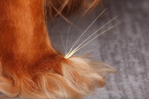 Grass seed between toes, dog paw, cavalier king charles spaniel, ruby, gren, awns, paw
