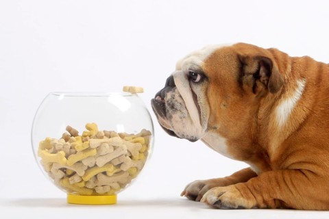 English Bulldog looking at dog biscuits, lateral