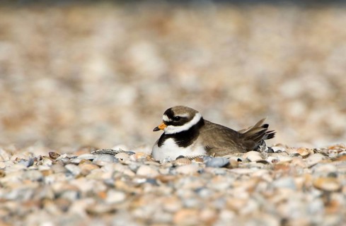 Ringed Plover (Charadrius hiaticula), nest