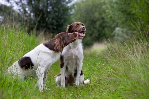 Drentsche Patrijshond, Partridge Dog, Chicken Dog