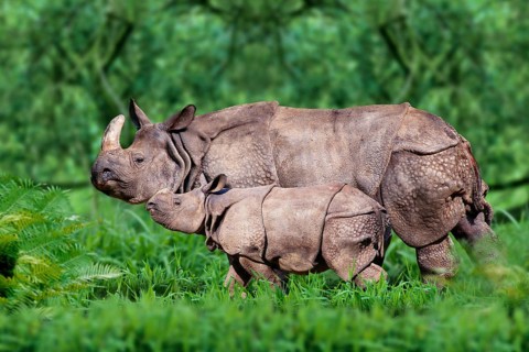 Indian Rhinoceros (Rhinoceros unicornis), female with young, side