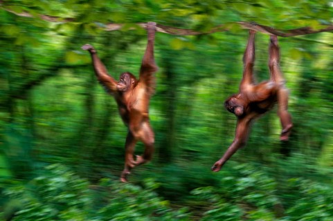 Young Sumatran orangutans climbing (Pongo pygmaeus abelii), Sumatran orangutans, shimmying young