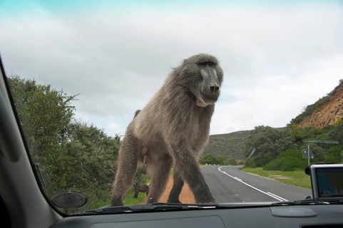 Chacma Baboon (Papio ursinus) on car, Cape Peninsula, Western Cape, South Africa, Africa