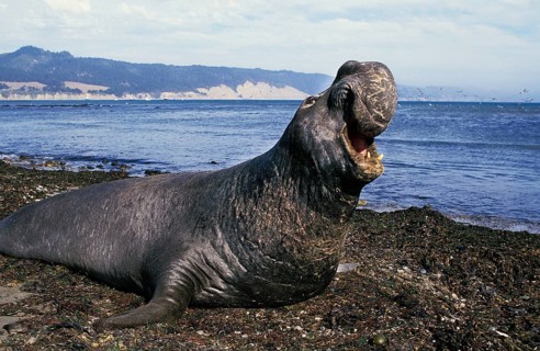 Southern Elephant Seal (mirounga leonina), Male on Beach with Open Mouth, Defensive Posture,