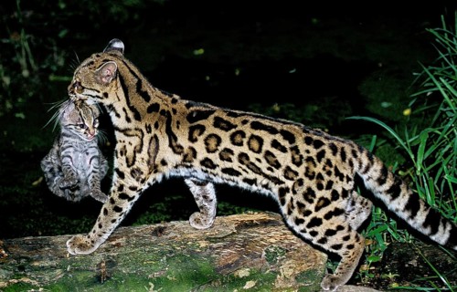 Margay (leopardus wiedii), MOTHER CARROW DICE