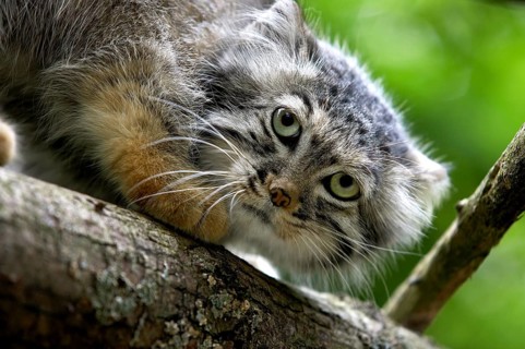 Pallas's cat (otocolobus manul) or Pallas' cat, portrait of an adult
