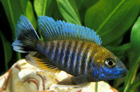 Emperor Cichlid, Emperor Cichlids, Other animals, Fish, Animals, Cichlids, Peacock Cichlid or
