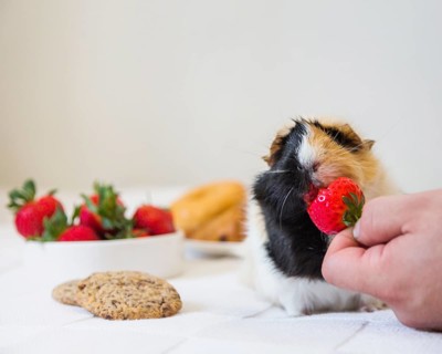 Person s hand feeding strawberry rabbit
