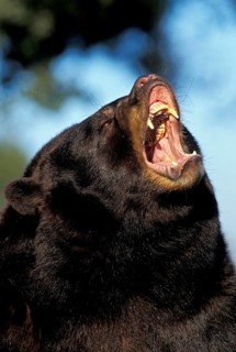 American Black Bear (ursus americanus), Portrait of Adult with Open Mouth, in Defensive Posture
