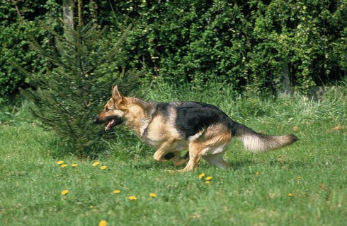 GERMAN SHEPHERD DOG, ADULT RUNNING ON GRASS
