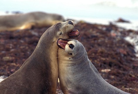 AUSTRALIAN SEA LION (neophoca cinerea), PAIR PLAYING, AUSTRALIA