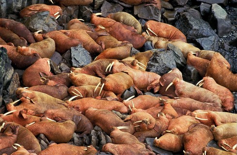 Walrus (odobenus rosmarus), colony at Round Island, Alaska